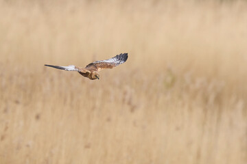 Marsh Harrier (Circus aeruginosus) hunting over a reedbed in the Somerset Levels in the United Kingdom