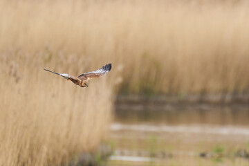 Marsh Harrier (Circus aeruginosus) hunting over a reedbed in the Somerset Levels in the United Kingdom