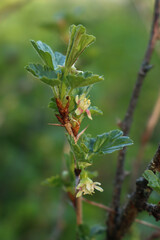 Close-up of Gooseberry bush in bloom with white flowers on branches. Ribes uva-crispa on springtime