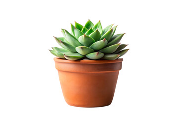 Fototapeta premium Beautiful Succulent Plant in Terracotta Pot isolated on white background 