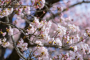 一目千本桜　宮城県　大河原町
