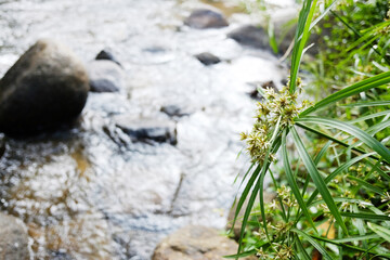 Blooming Umbrella plant or Flatsedge on fresh stream and waterfall in natural tropical rainforest in Thailand