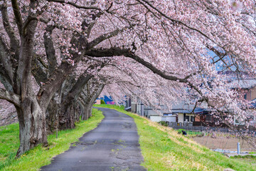 一目千本桜　宮城県　大河原町
