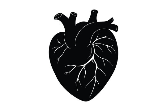 recommend clip art: Human  heart anatomy sketch silhouette vector illustration