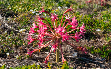 Chandelier lily (Brunsvigia orientalis) on sand dunes near Seal Point Lighthouse.