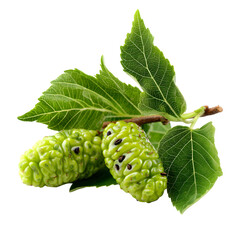 White mulberry fruits with leaves isolated on white background --v 7.0