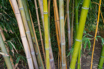 Obraz premium Tall multicolored bamboo stalks. Bamboo grove with brightly colored vertical trunks in soft daylight