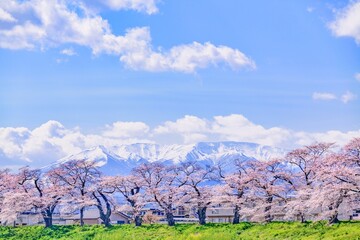 一目千本桜　宮城県　大河原町
