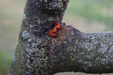 Close-up of trace of Goat moth worm in a Apple tree trunk. Cossus cossus on Malus domestica
