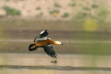 A beautiful ruddy shelduck in flight over a tranquil water body.