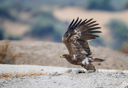A stunning close-up of a Steppe eagle in mid-flight over a dry, light beige and white, arid landscape.