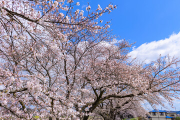 一目千本桜　宮城県　大河原町
