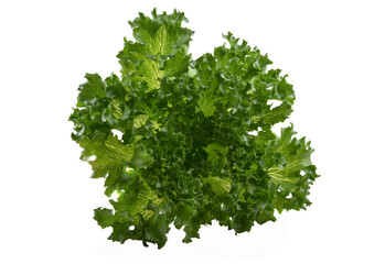 green lettuce leaves on white background