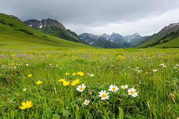 Obraz premium Lush green meadow filled with vibrant wildflowers cloudy sky, surrounded by majestic mountains. scene evokes sense