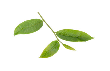 Fototapeta premium Green tea leaf isolated on white background