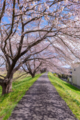 一目千本桜　宮城県　大河原町
