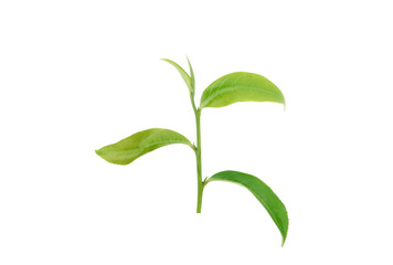 Green tea leaf isolated on white background