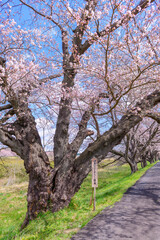 Obraz premium 一目千本桜 宮城県 大河原町 