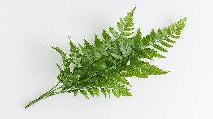 Fototapeta premium Fresh green fern leaves arranged elegantly on white background, showcasing their vibrant color and intricate texture