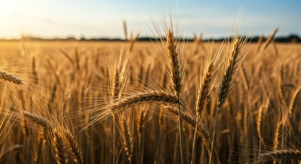 Obraz premium Wheat Field at Sunset (Photo)