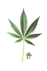 Cannabis Leaf and Seeds on White Background, Marijuana Plant