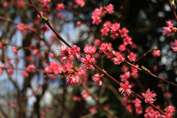 Pink Peach flowers and blossoms on branches  Prunus persica on springtime season