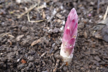 Emerging peony sprout growing from the soil in spring