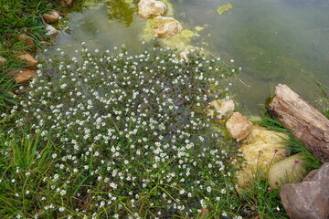 Small white flowers growing in pond with algae and rocks