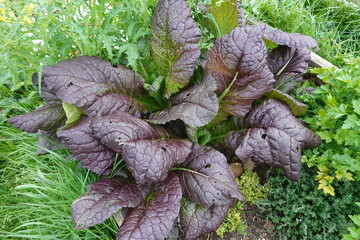 Vibrant purple mustard greens in lush garden