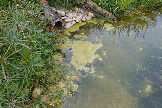 Polluted pond water showing eutrophication by excess nutrients from drain pipe