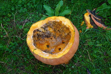 Rotting pumpkin shell lying on green grass in composting process