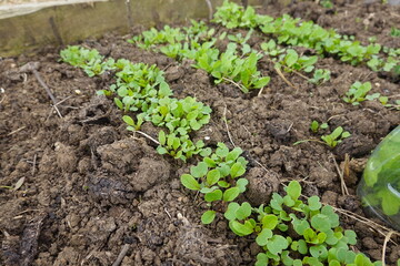 Young green beetroot sprouts growing in vegetable garden rows