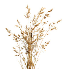 Fototapeta premium Dry grass with seeds isolated on white background, clipping path --v 7.0