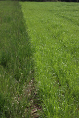 Meadow for forage near wheat green field. Italian countryside on springtime. Agricultural backgrounds