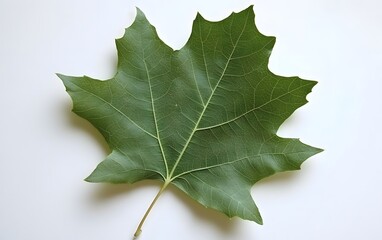 Fototapeta premium Single Green Maple Leaf Detailed Macro Photography
