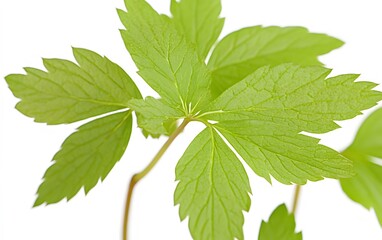 Fototapeta premium Vibrant Green Plant Leaves Close Up Detailed Macro Shot