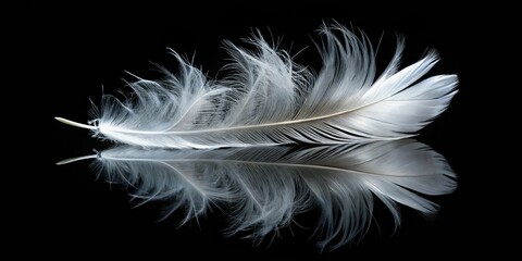 Obraz premium Tilt-Shift Miniature White Feather on Black Reflective Surface - Macro Photography