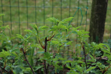 Dog Rose bush with fresh new leaves on springtime in the flowerbed. Rosa canina
