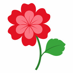 geranium flower on white background