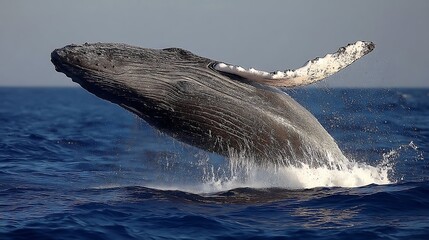 Fototapeta premium Humpback Whale Breaching Ocean Water