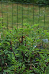 Dog Rose bush with fresh new leaves on springtime in the flowerbed. Rosa canina