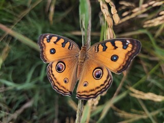Obraz premium butterfly on a rice leaf
