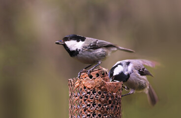 Two Black-headed tit sit on the feeder, holding seeds in their beaks.