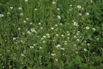 Capsella bursa-pastoris also called Shepherds purse plant with white flowers in the meadow on springtime
