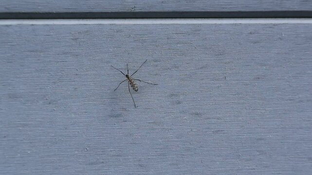 Moustique - Tipule - Cousin