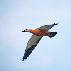 Male of Ruddy shelduck Tadorna ferruginea in flight on blue sky background.