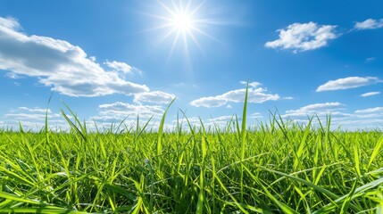 Obraz premium Lush green grass under bright blue sky and radiant sunlight