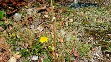 spring