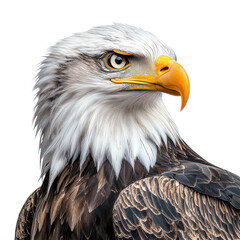 Obraz premium Majestic proud eagle png bird of prey png raptor png soaring bird png predator png wildlife png keen eyesight png feather details png nature scene png transparent background image