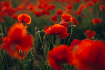 Naklejka premium Red poppies blooming in a field during spring season